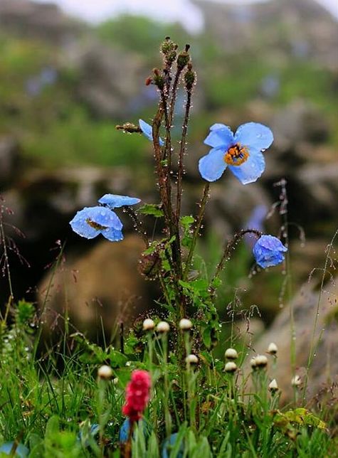 影响世界的中国植物第一季 14a84a6fb47e420d96252f641718da7b.jpeg