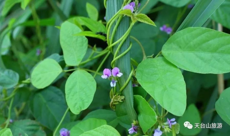 国家二级重点保护野生植物.