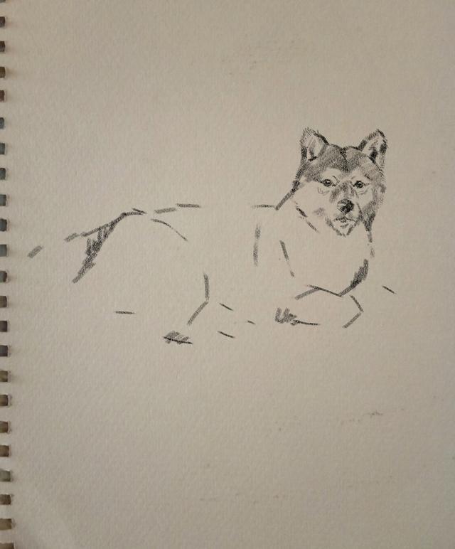 素描动物画:如何画一只对你微笑的柴犬