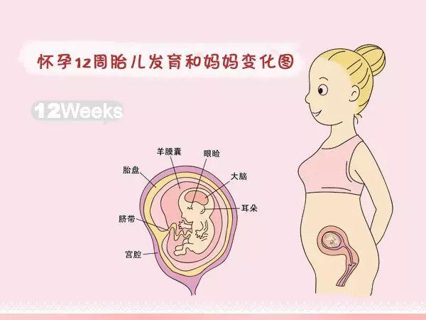 快来围观!怀孕1-40周胎儿发育和妈妈变化