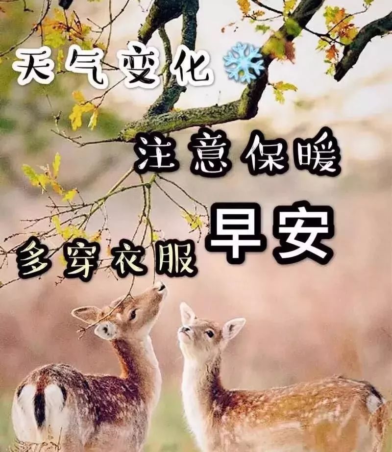 星期三最新漂亮早上好动态美图鲜花带字,早晨好幸福暖