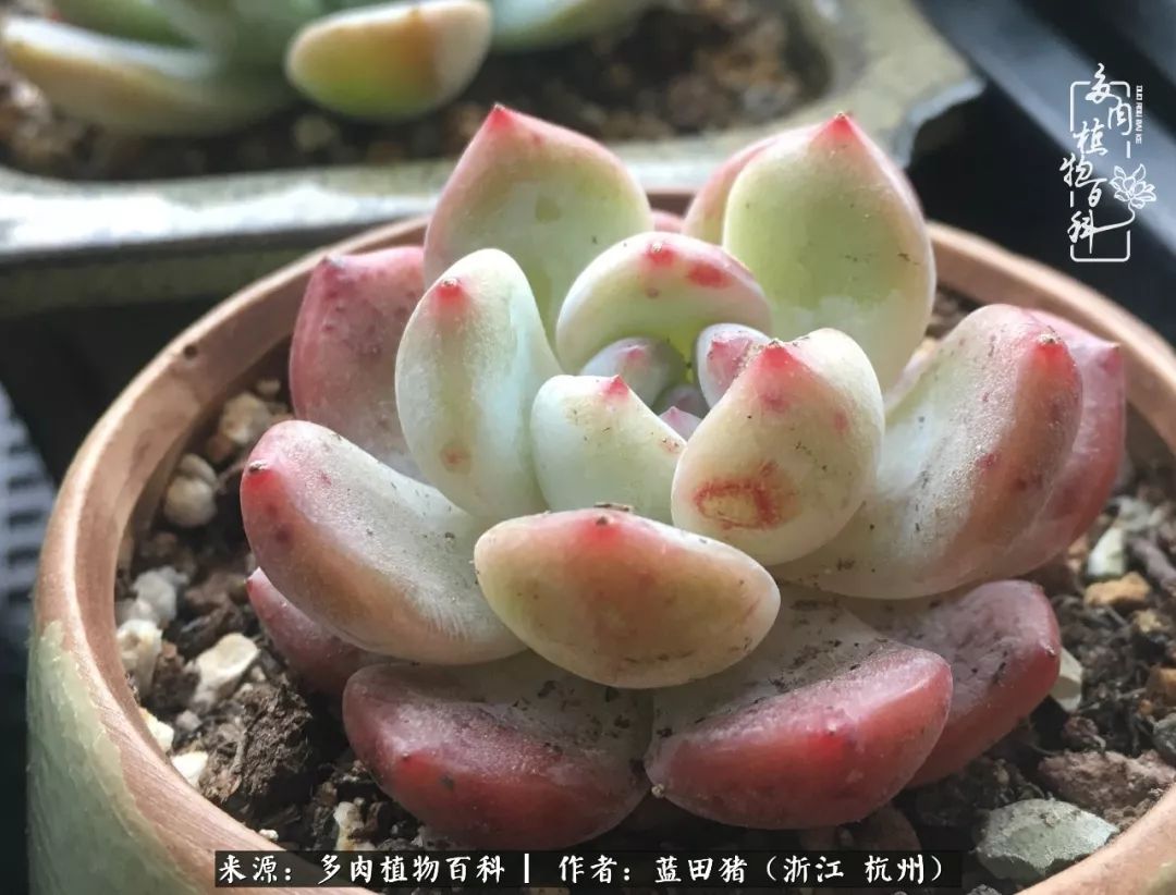 人生如梦,肉生如梦,说说我家多肉大观园中的