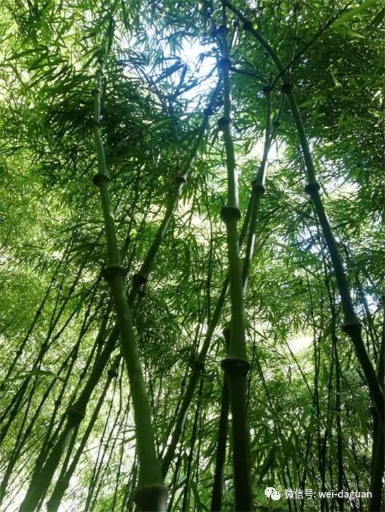 "一县一业"筇竹产业助力脱贫攻坚显实效