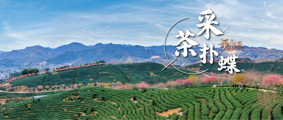 采茶扑蝶登陆央视网龙岩真美呀