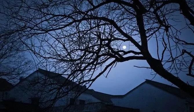 李永刚|我的诗句在月光里飞扬 主播 芳草