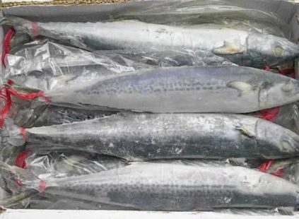 鱼解冻需要多长时间 6e5cb7d5234a4baeaab16a031b629718.jpeg