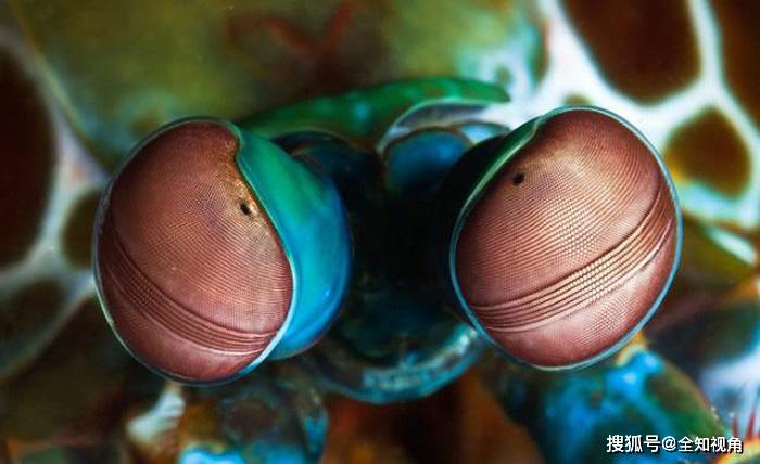 雀尾螳螂虾:给你一拳你可能会死?