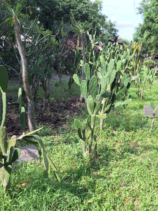 树是怎么生长的原理 979607c5ae68400089a5e274a74dfa30.jpeg