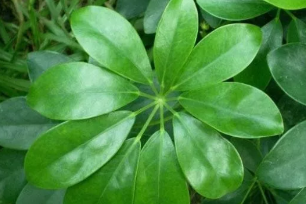 新房装修除甲醛植物哪些靠谱？神奇十大排名是怎样的除甲醛植物？(图1)