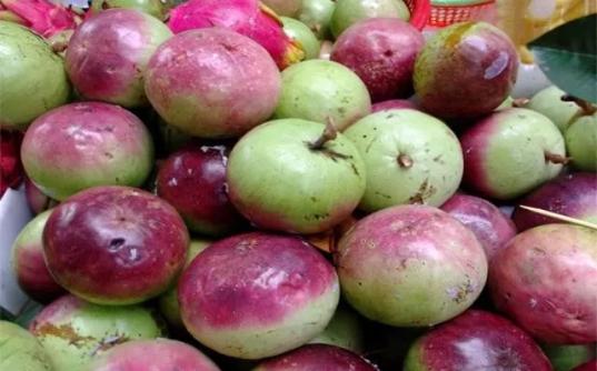 南方适合种什么水果树 a0f3d3edb6734ae8b283a4a383180609.jpeg