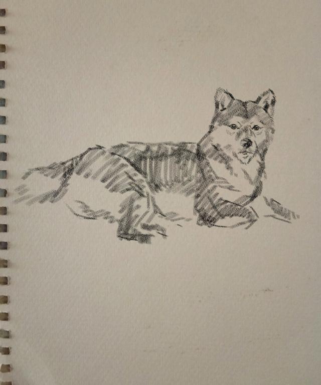 素描动物画:如何画一只对你微笑的柴犬