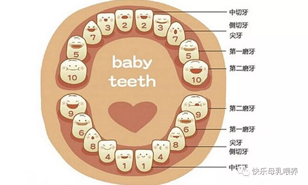 宝宝要长牙时,有什么表现呢?(附出牙顺序图)