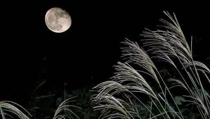 李永刚|我的诗句在月光里飞扬 主播 芳草