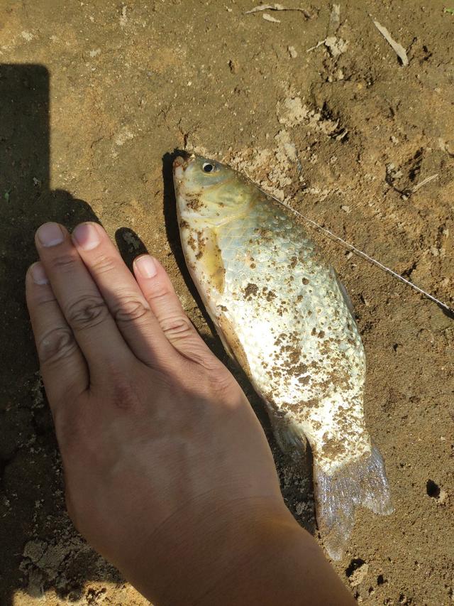 钓鱼为什么不能抠鱼鳃 c7b8a0aef3314125a864966e86963982.jpeg