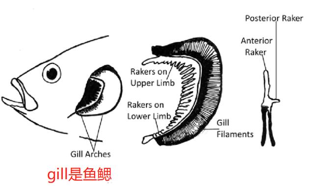 当然没错,gill基儿也是腮,但是基儿是鱼鳃啊朋友另外为什么叫他基儿粉