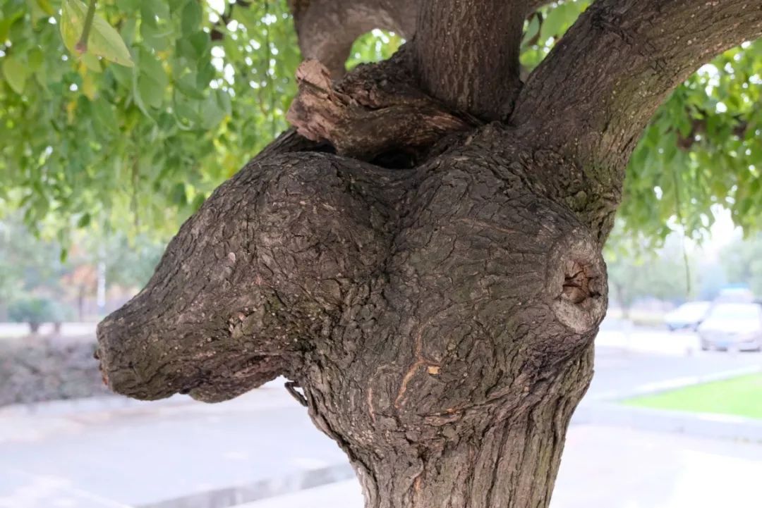 插播一下"鸡腿树"长大植物友情提示别走弯路 少点套路简单点 生长
