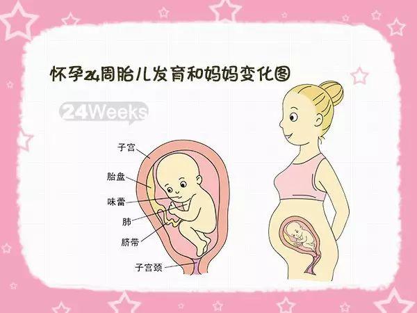 快来围观!怀孕1-40周胎儿发育和妈妈变化