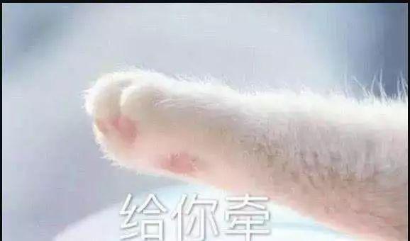 猫咪们的萌爪真是每一帧都能截图表情包,还等什么,赶紧抱走跟别人斗图