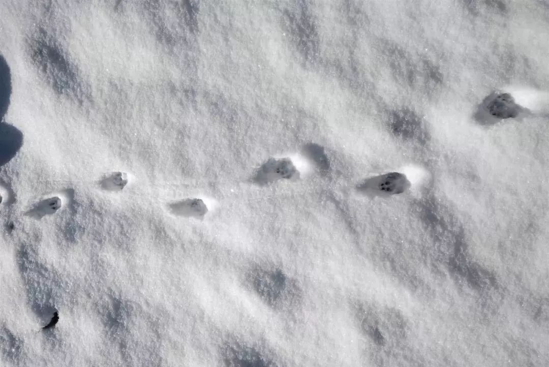 这是一串谁的脚印落在纯净洁白的雪被上唤醒了大山沉睡的梦因生物区系