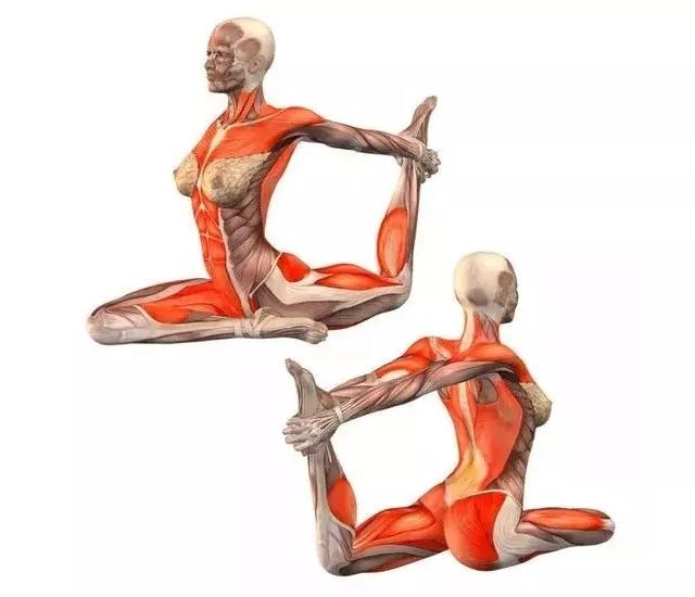 亚新体育20 个经典瑜伽「体式」高清解剖图（收藏级）(图1)