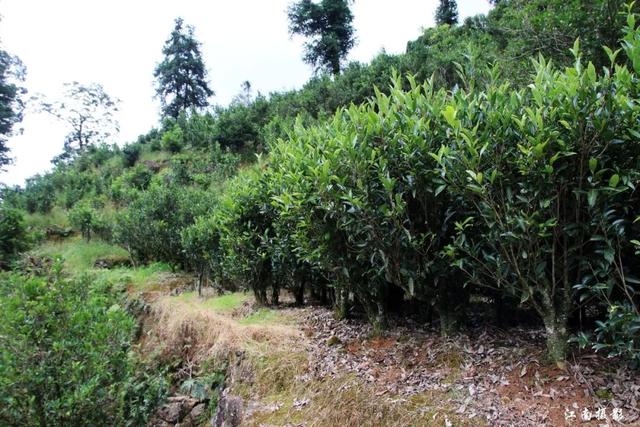 潮州凤凰单丛茶gdp多少_潮州凤凰单丛茶(2)