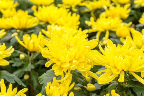 炎德英才大联考2020届高三12月名校联考答案