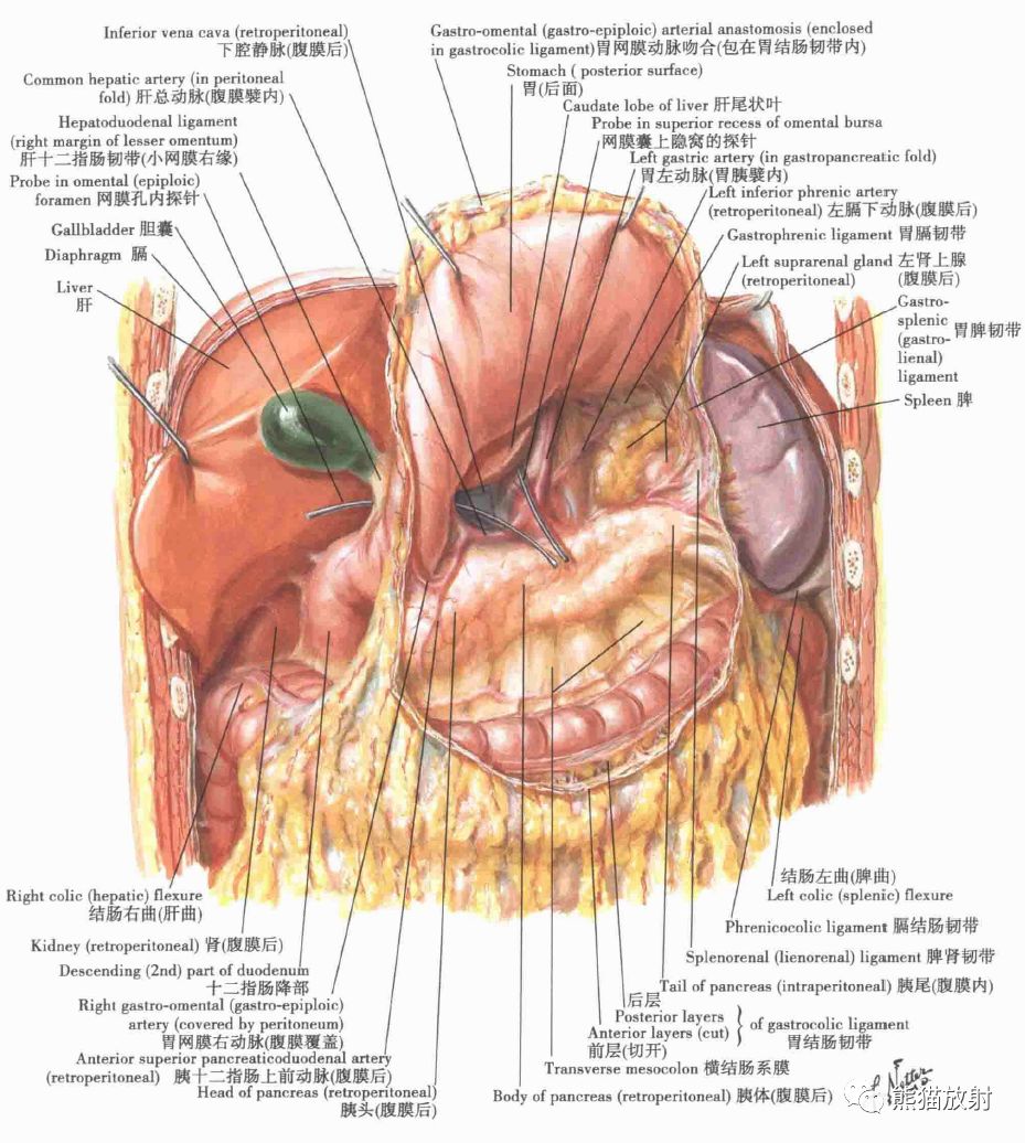 解剖丨腹部腹壁腹膜