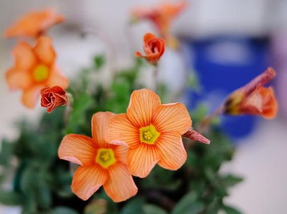 十一月份还能种植芍药吗 37340e22e3e2431a99c23ad59af6e5dc.jpeg