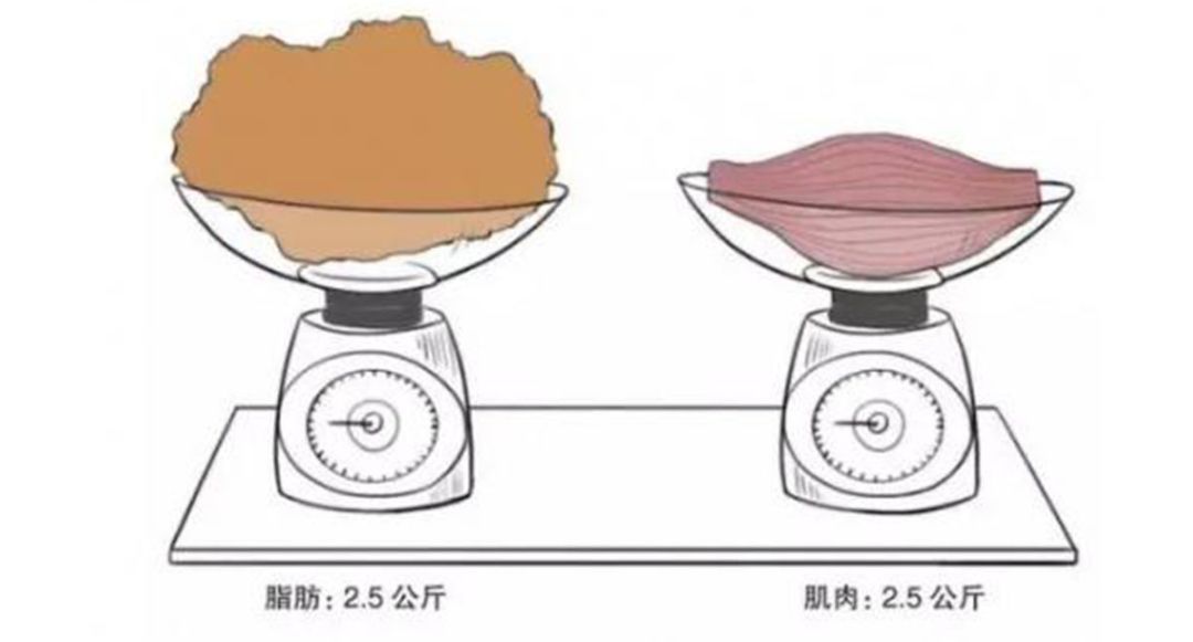 肌肉和脂肪对比