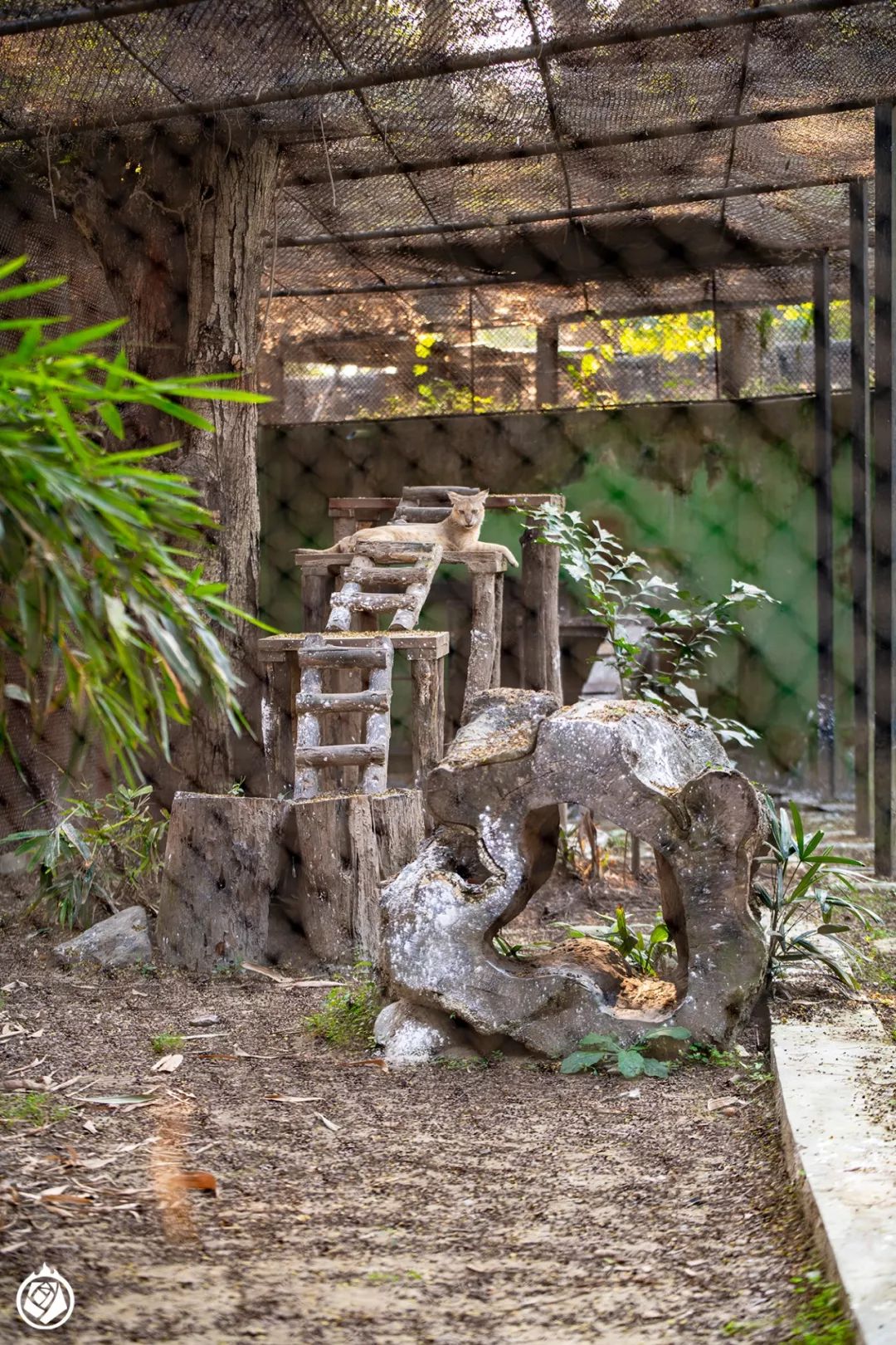 加爾各答動物園：有空又順路，那可以隨便逛一逛 寵物 第8張