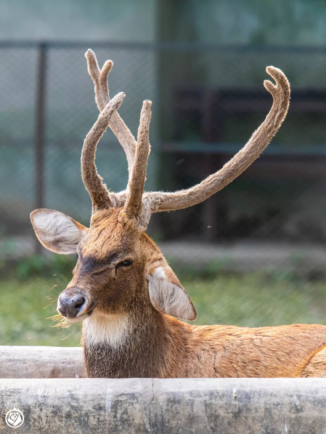 加爾各答動物園：有空又順路，那可以隨便逛一逛 寵物 第6張