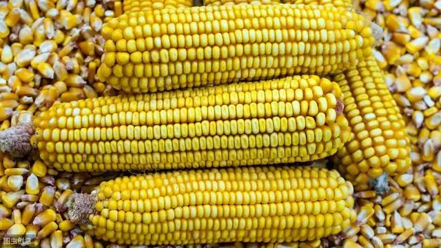 玉米今日行情黑龙江还会涨么 483340dcc5f448e2b8241448042fb286.jpeg