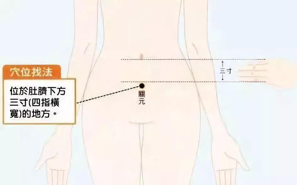 人体剖面图高清肾 人体剖面图高清肾