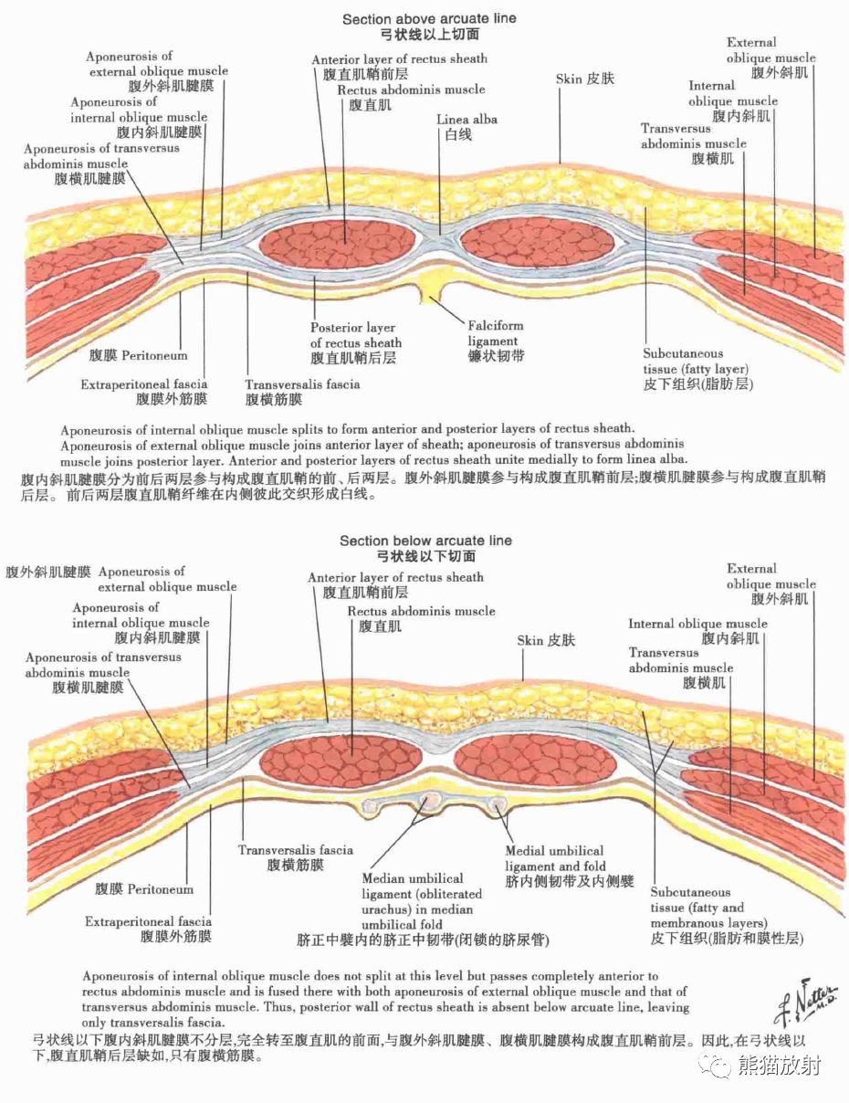 腹直肌鞘,横断面腹部的分区和平面腹部的骨架下列图片可点击后放大