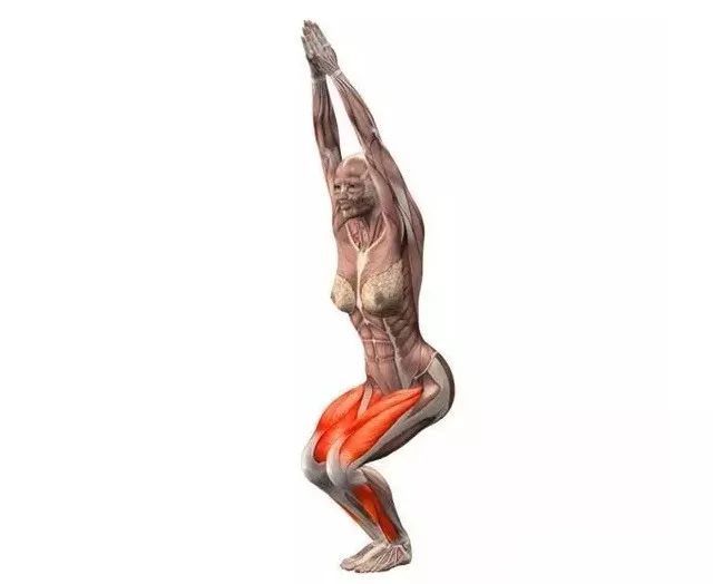 亚新体育20 个经典瑜伽「体式」高清解剖图（收藏级）(图2)