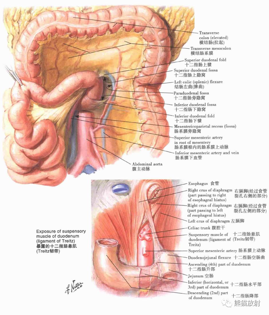 解剖丨腹部、腹壁、腹膜