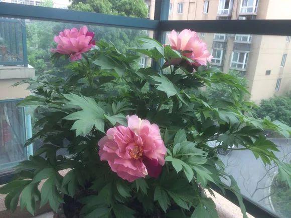 什么花在冬季里不会枯萎 5b988f93b8234bd5853a19f28c56f908.jpeg