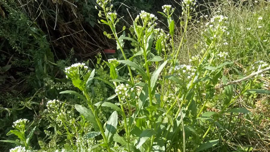 抓地草有什么作用 5c555daddf2642f89b9ff539a9090508.jpeg