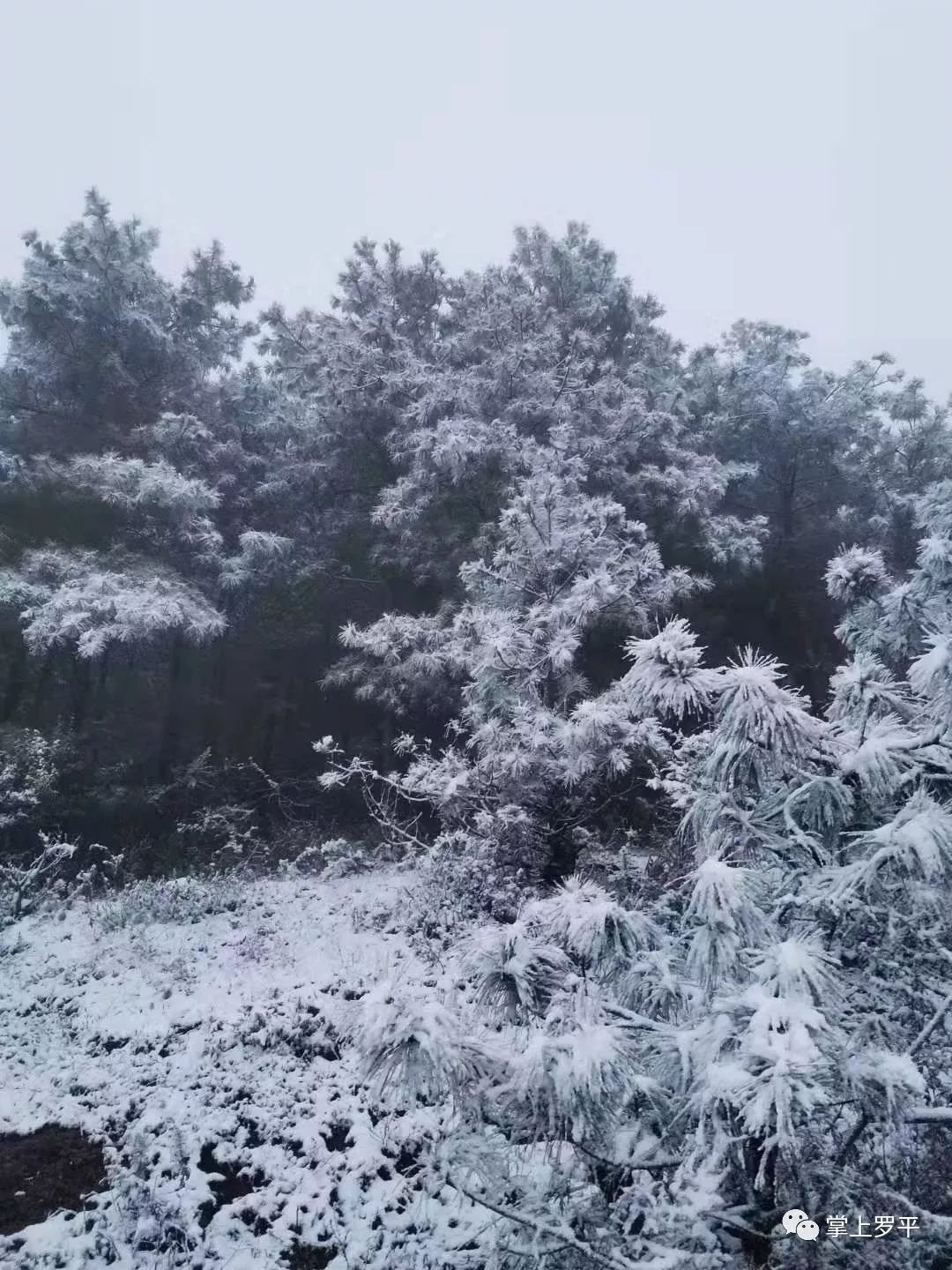 整个曲靖都在下雪唯独麒麟,经开两个大区还在"死撑着"但是小编相信:就