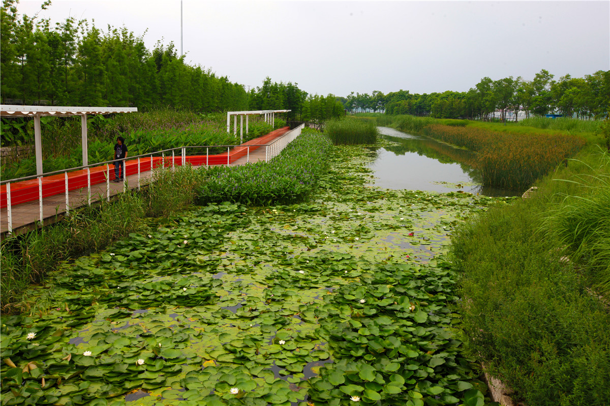 南沙湿地公园