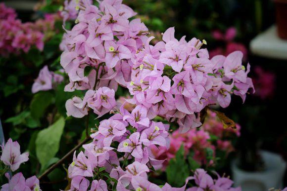 冬天怎么养三角梅 7426da119c6340b9a342d8120fffa062.jpeg