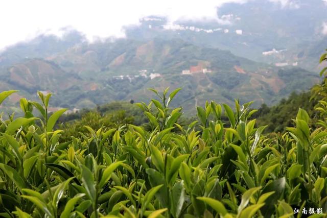 潮州凤凰景色—单丛茶的故乡_茶树