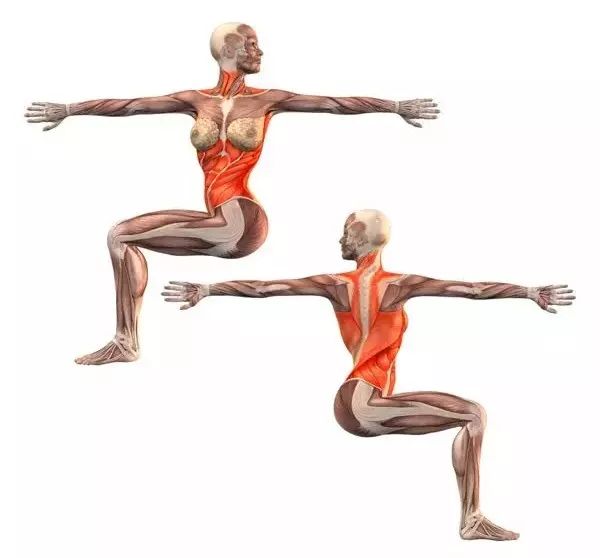 亚新体育20 个经典瑜伽「体式」高清解剖图（收藏级）(图4)