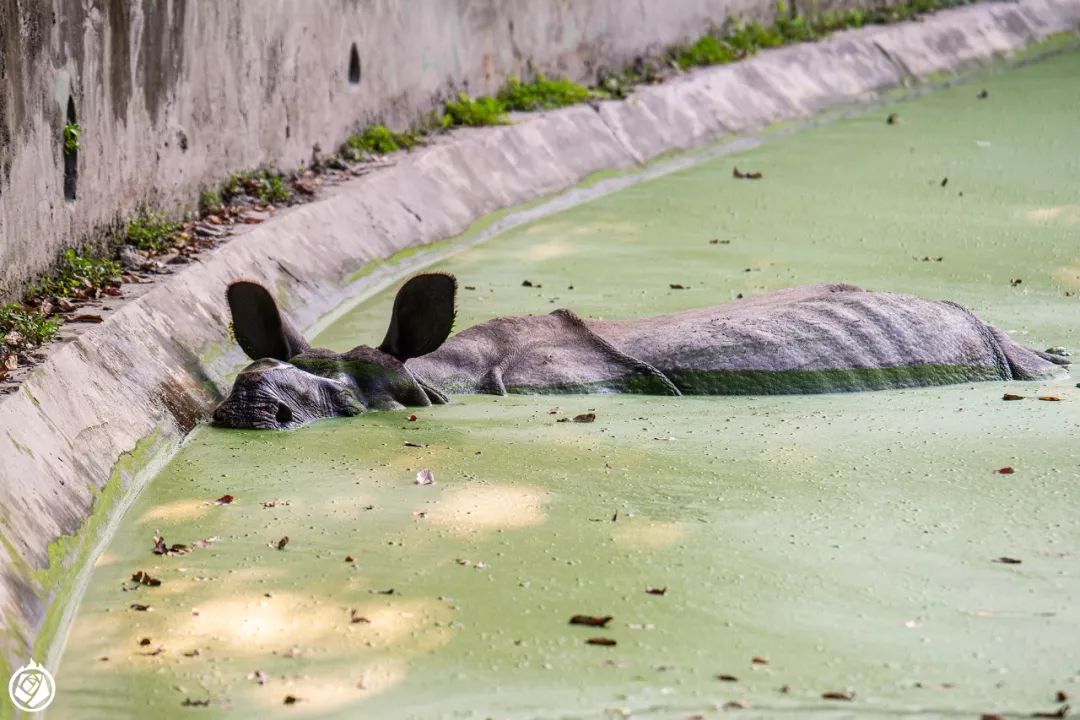 加爾各答動物園：有空又順路，那可以隨便逛一逛 寵物 第2張