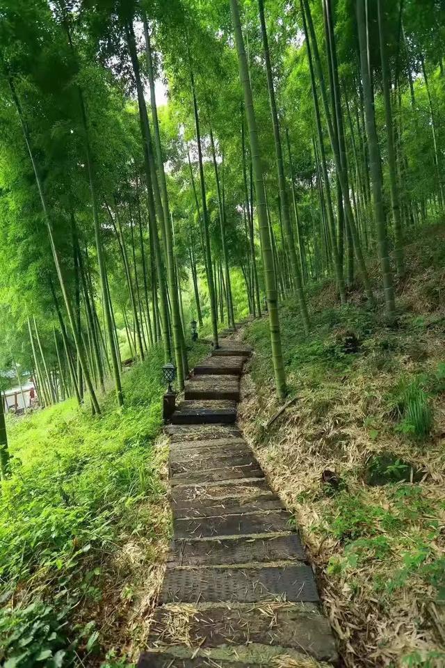 莫干山竹林仙境里的高颜值民宿静享两日山中诗意生活丨竹言溪语