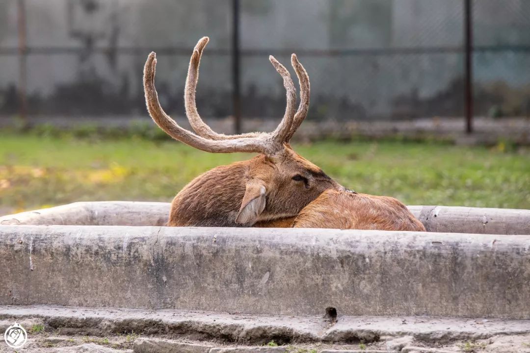 加爾各答動物園：有空又順路，那可以隨便逛一逛 寵物 第5張