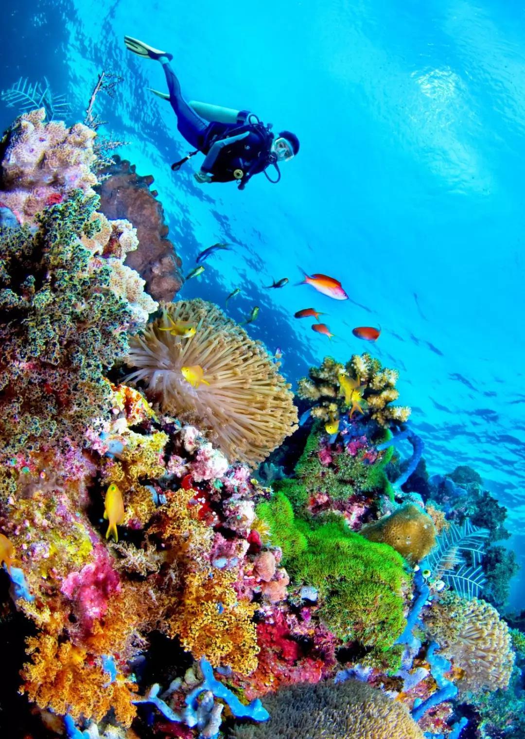 图片丨美娜多海底珊瑚之美
