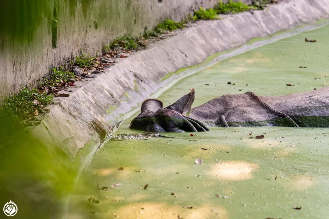 加爾各答動物園：有空又順路，那可以隨便逛一逛 寵物 第3張