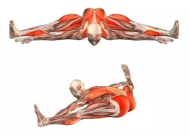 亚新体育20 个经典瑜伽「体式」高清解剖图（收藏级）(图3)