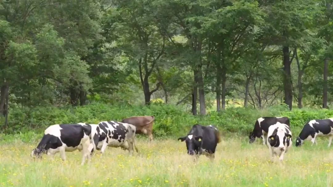 平常都给牛喂什么呢小品 93431dbbdc4844e080b2bb545ea2544c.jpeg